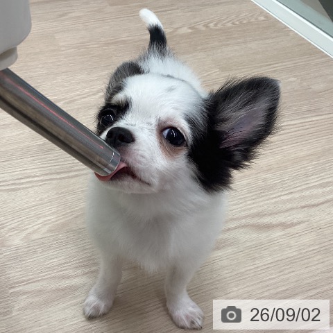 チワワの写真