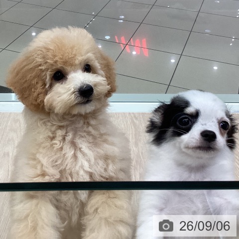 チワワの写真