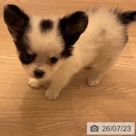 チワワの写真