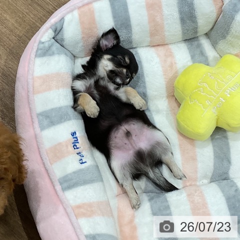 愛知県のチワワ(ロング) (ペッツワン 東海店/2026年5月19日生まれ/男の子/ブラックタン)の子犬の4枚目の画像