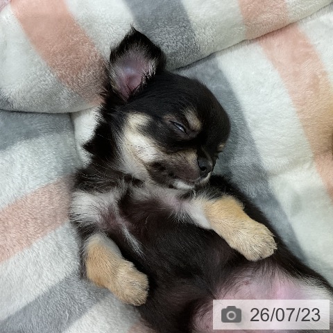 愛知県のチワワ(ロング) (ペッツワン 東海店/2026年5月19日生まれ/男の子/ブラックタン)の子犬の3枚目の画像