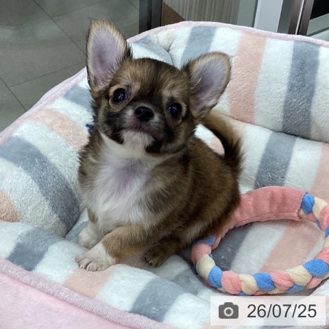 チワワの写真