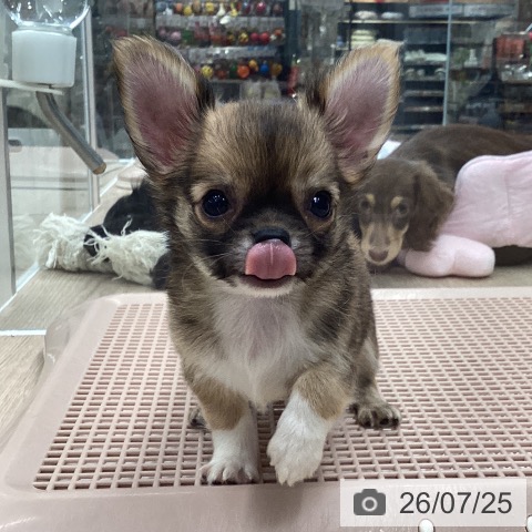 チワワの写真