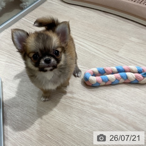 チワワの写真