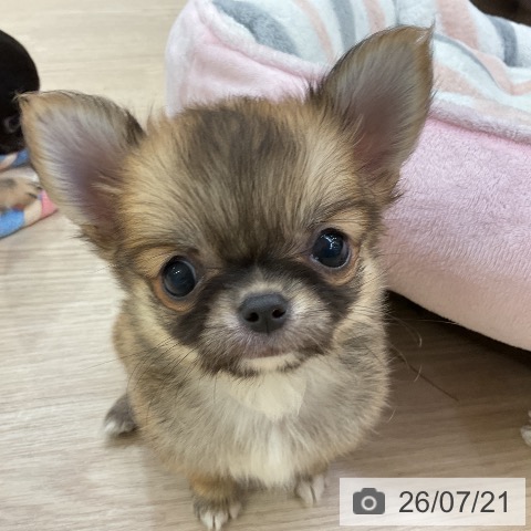 チワワの写真