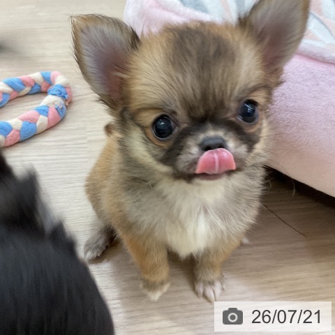 チワワの写真
