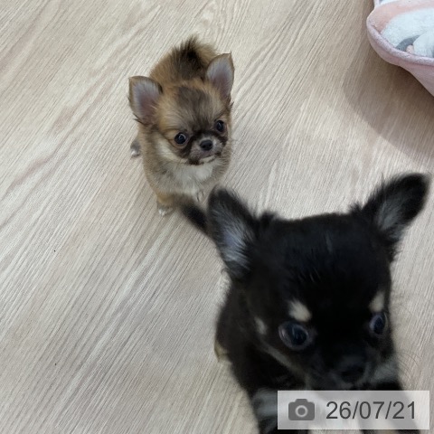 チワワの写真