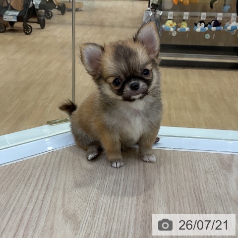 チワワの写真
