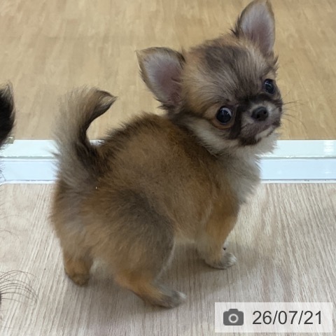 チワワの写真