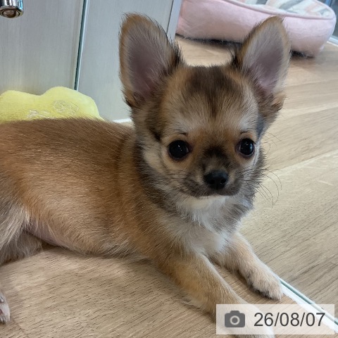 チワワの写真