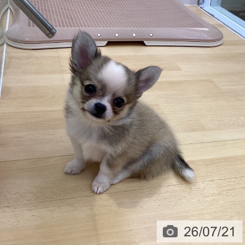 チワワの写真
