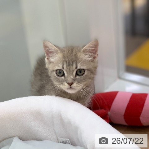 岐阜県のマンチカン (ペットプラス 光ケ丘店/2026年5月8日生まれ/女の子/ブルータビー)の子猫の4枚目の画像