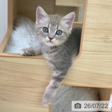 岐阜県のマンチカン (ペットプラス 光ケ丘店/2026年5月8日生まれ/女の子/ブルータビー)の子猫の3枚目の画像