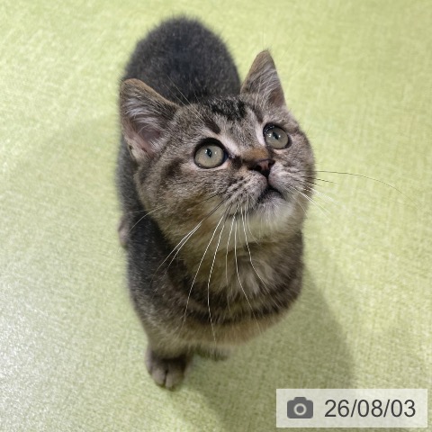 富山県のスコティッシュフォールド (ペットプラス 高岡店/2026年5月20日生まれ/男の子/ブラウンティックドタビー)の子猫の3枚目の画像