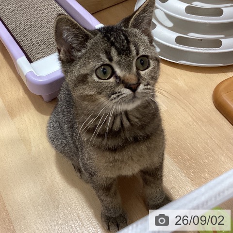 スコティッシュフォールドの写真