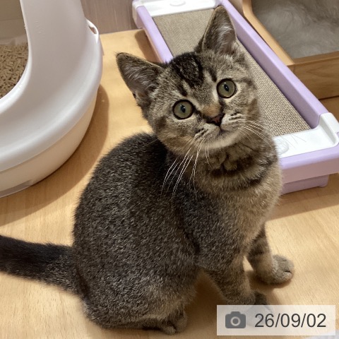スコティッシュフォールドの写真