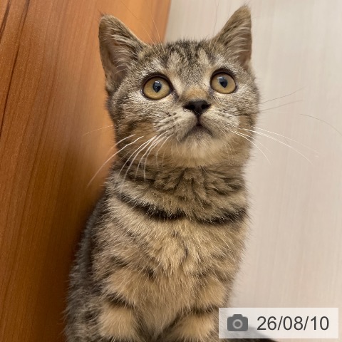 スコティッシュフォールドの写真