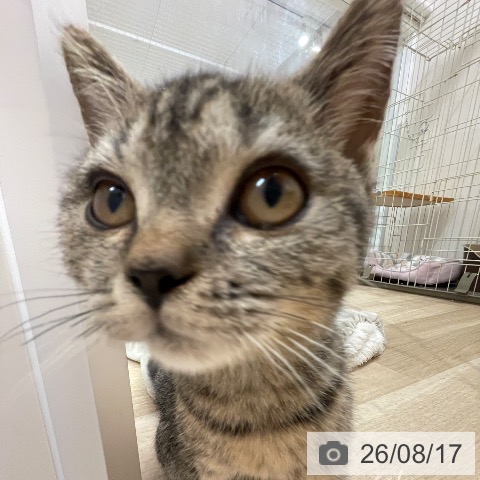 スコティッシュフォールドの写真
