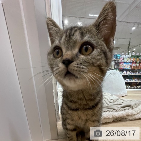 スコティッシュフォールドの写真