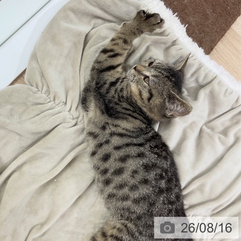 スコティッシュフォールドの写真
