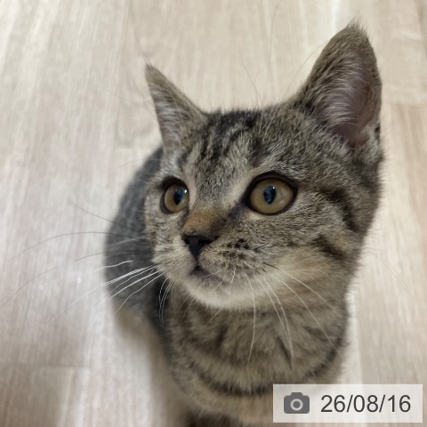 スコティッシュフォールドの写真