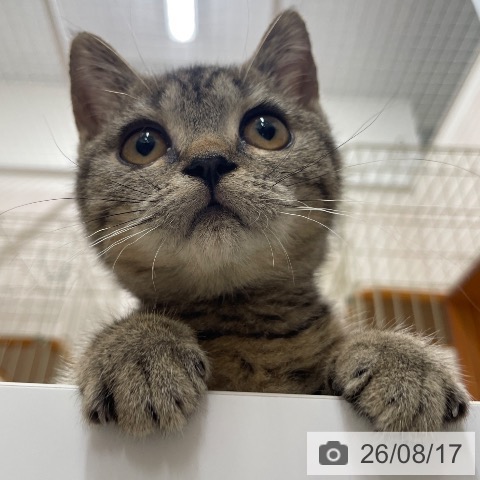 スコティッシュフォールドの写真
