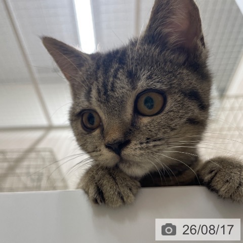 スコティッシュフォールドの写真