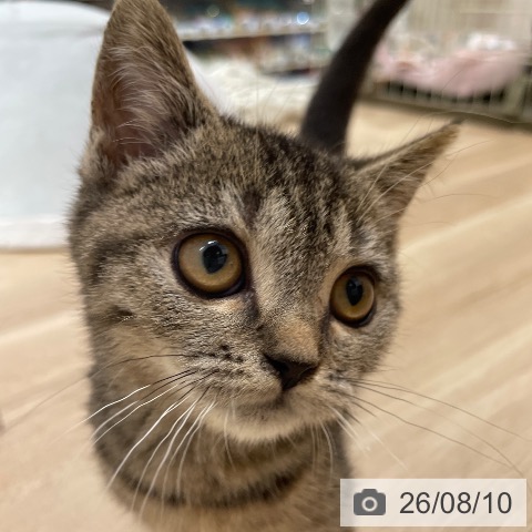 スコティッシュフォールドの写真