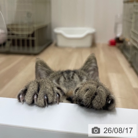 スコティッシュフォールドの写真