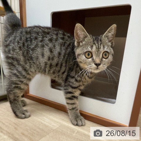 スコティッシュフォールドの写真