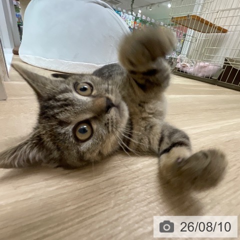 スコティッシュフォールドの写真