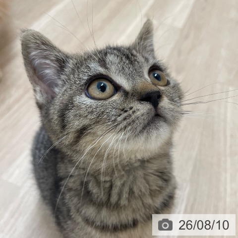 愛知県のスコティッシュフォールド (ペットプラス 上飯田店/2026年5月20日生まれ/女の子/ブラウンスポットタビー)の子猫の4枚目の画像