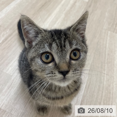 愛知県のスコティッシュフォールド (ペットプラス 上飯田店/2026年5月20日生まれ/女の子/ブラウンスポットタビー)の子猫の4枚目の画像