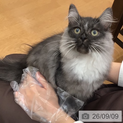 ラガマフィンの写真