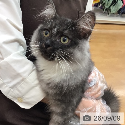 ラガマフィンの写真