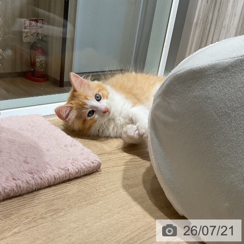 ラガマフィンの写真