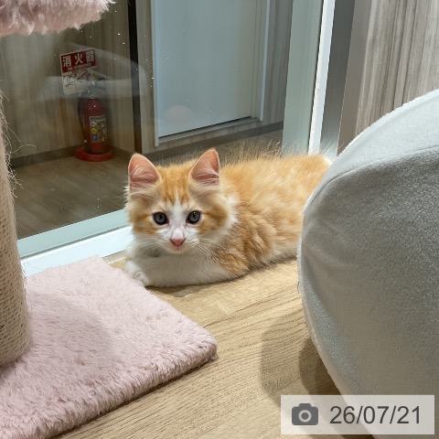 ラガマフィンの写真