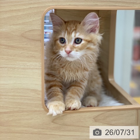岐阜県のラガマフィン (ペットプラス 光ケ丘店/2026年5月20日生まれ/男の子/レッドタビー)の子猫の4枚目の画像