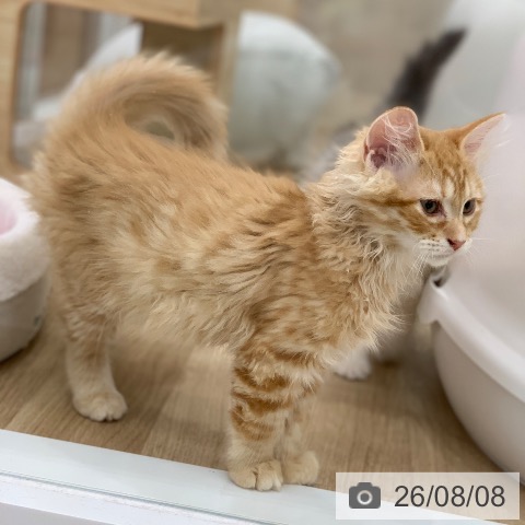 ラガマフィンの写真