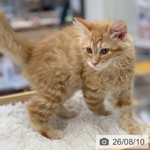 岐阜県のラガマフィン (ペットプラス 光ケ丘店/2026年5月20日生まれ/男の子/レッドタビー)の子猫の4枚目の画像