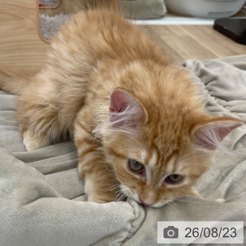 岐阜県のラガマフィン (ペットプラス 光ケ丘店/2026年5月20日生まれ/男の子/レッドタビー)の子猫の4枚目の画像