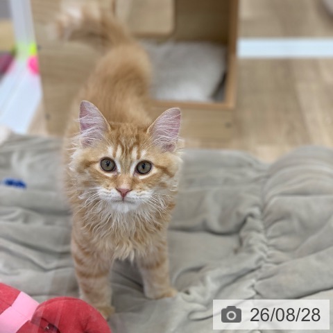 岐阜県のラガマフィン (ペットプラス 光ケ丘店/2026年5月20日生まれ/男の子/レッドタビー)の子猫の4枚目の画像