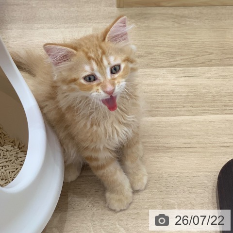 岐阜県のラガマフィン (ペットプラス 光ケ丘店/2026年5月20日生まれ/男の子/レッドタビー)の子猫の3枚目の画像