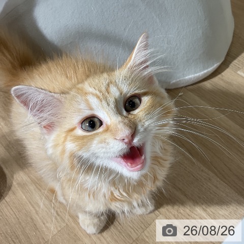 ラガマフィンの写真