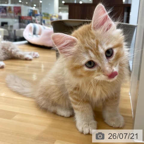 ラガマフィンの写真