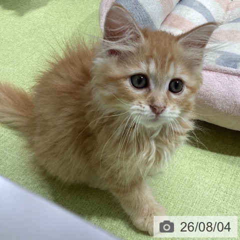 石川県のラガマフィン (ペットプラス 白山店/2026年5月20日生まれ/女の子/レッドタビー)の子猫の3枚目の画像