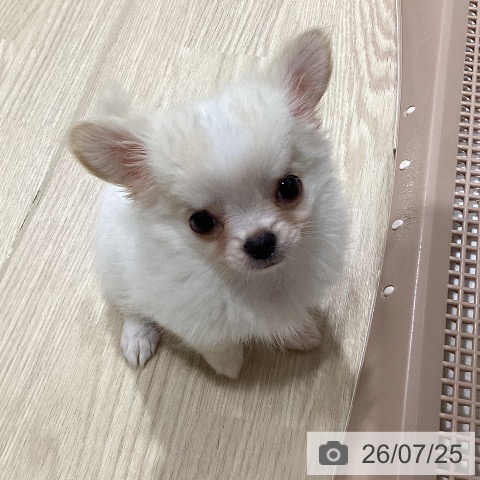 チワワの写真