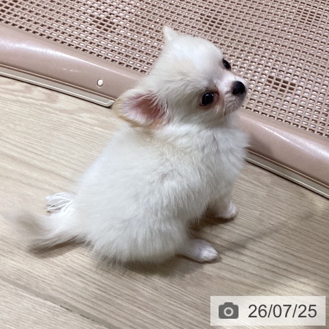 チワワの写真