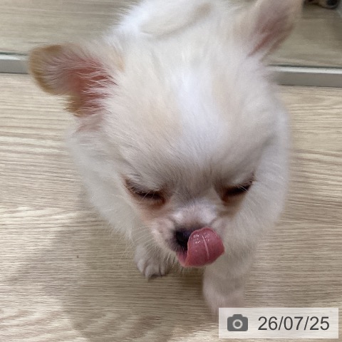 チワワの写真