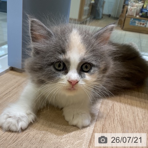 サイベリアンの写真